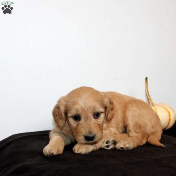 Cambree, Mini Goldendoodle Puppy